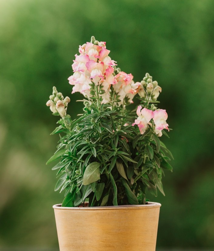 sciencephoto Pink Snapdragons: Plant Care & Growing Guide
