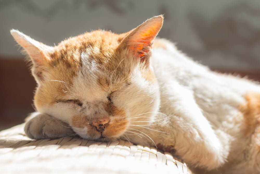 Senior Cats: Nurturing Their Well-being for a Forever Feline