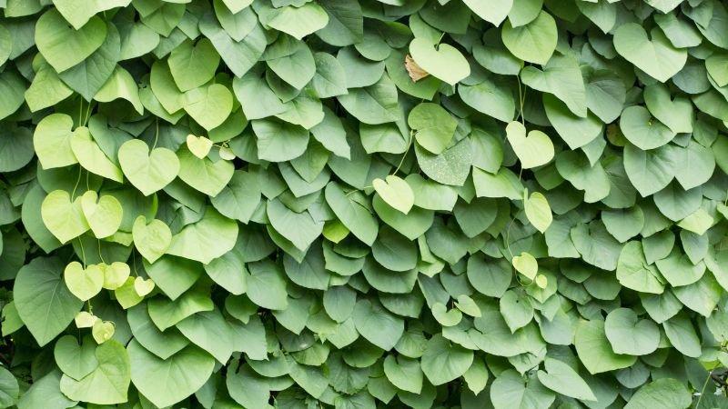 10 Plants With Heart-Shaped Leaves Add Love to Your Home