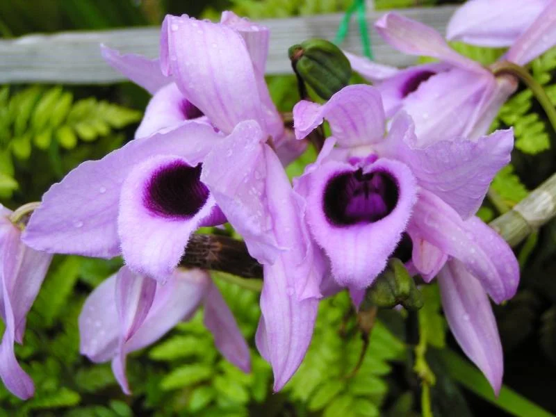 Gardening 27395425-honohono 13 Purple Orchids Varieties For Your Gardens