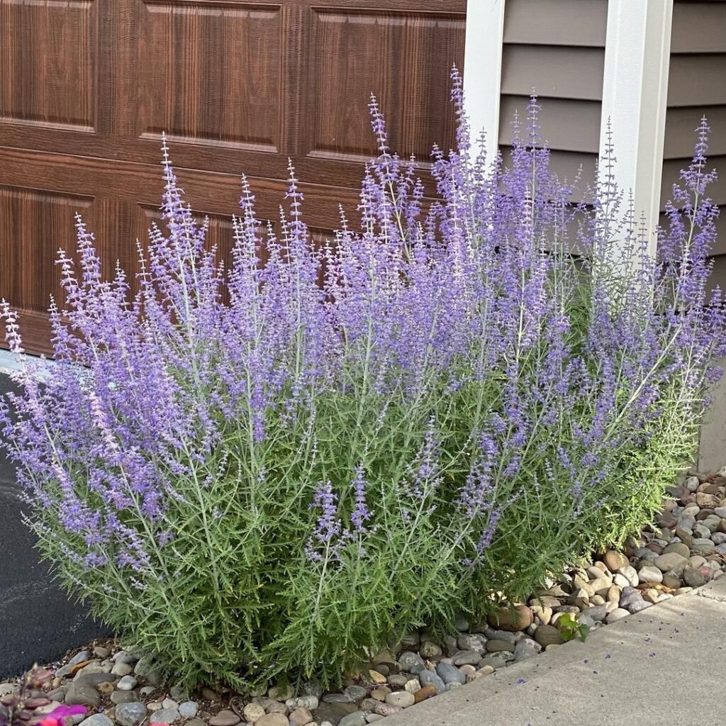 292639843_1111845042741359_685656497772139445_n-1024x1024 Russian Sage: A Guide to Planting, Growing, and Care