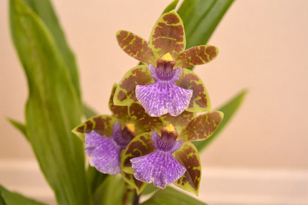 Gardening 29865810242_1035508dd5_b 13 Purple Orchids Varieties For Your Gardens