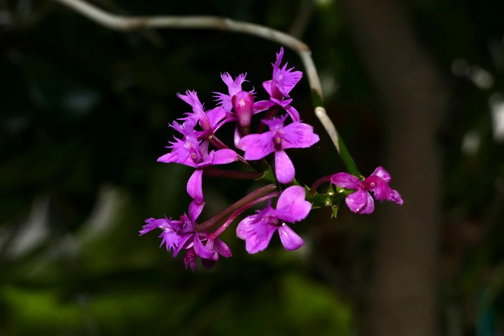 Gardening 46402028944_6419d1179a_b 13 Purple Orchids Varieties For Your Gardens