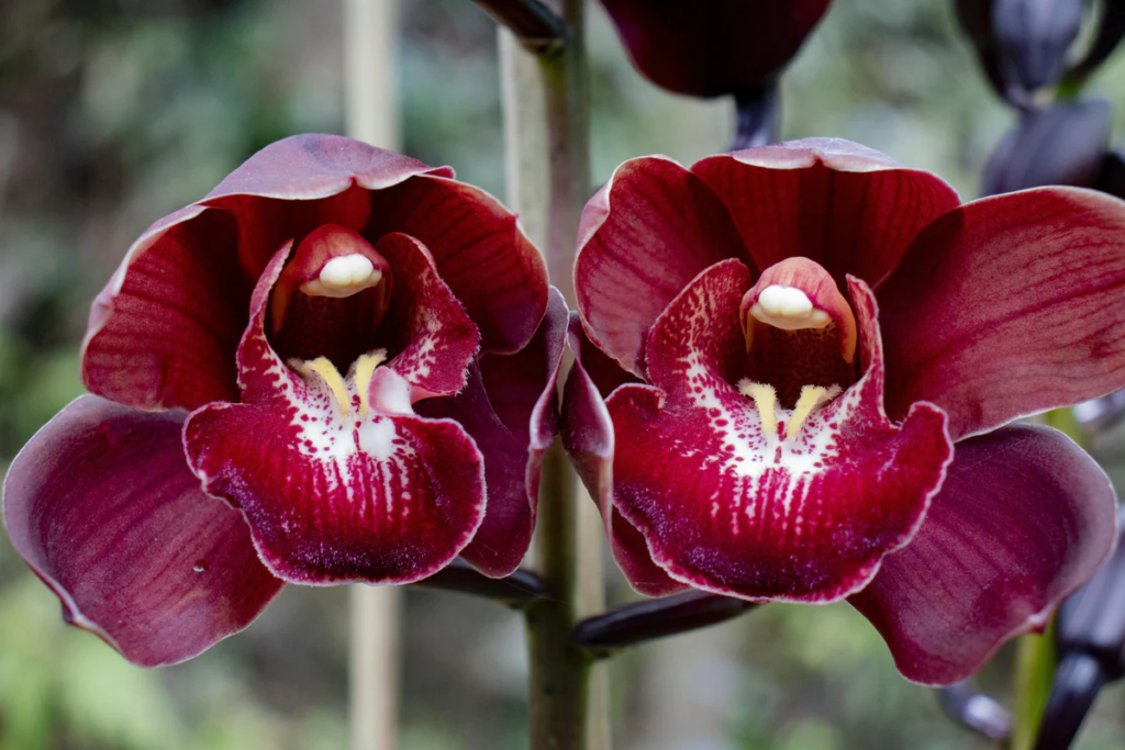 9fe90d3c2072a1a4079a70586809e35e_1200x800-1024x683 13 Purple Orchids Varieties For Your Gardens