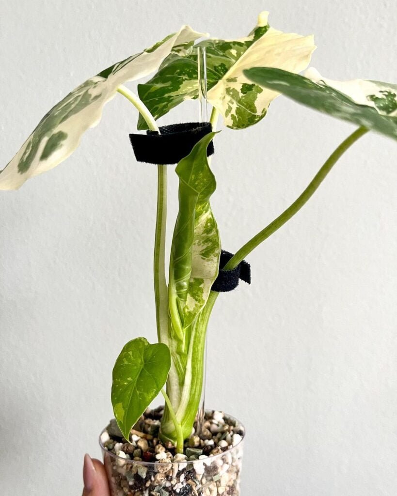 Alocasia-Odora-819x1024 Alocasia Odora Care : Your Comprehensive Guide