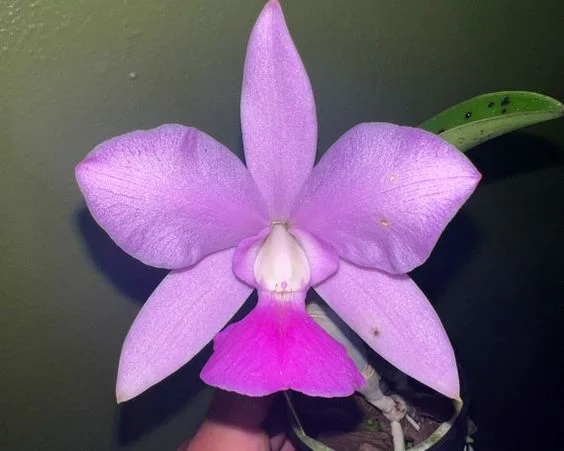 Gardening Cattleya-Lavender-Ice-emerges-1 13 Purple Orchids Varieties For Your Gardens
