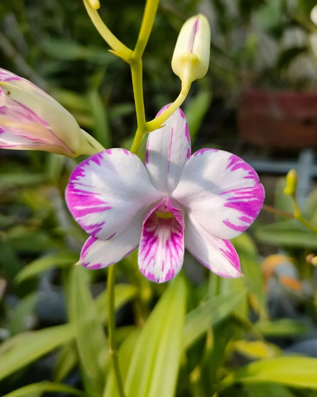 Gardening Dendrobium-Enobi-Purple-Splash 13 Purple Orchids Varieties For Your Gardens