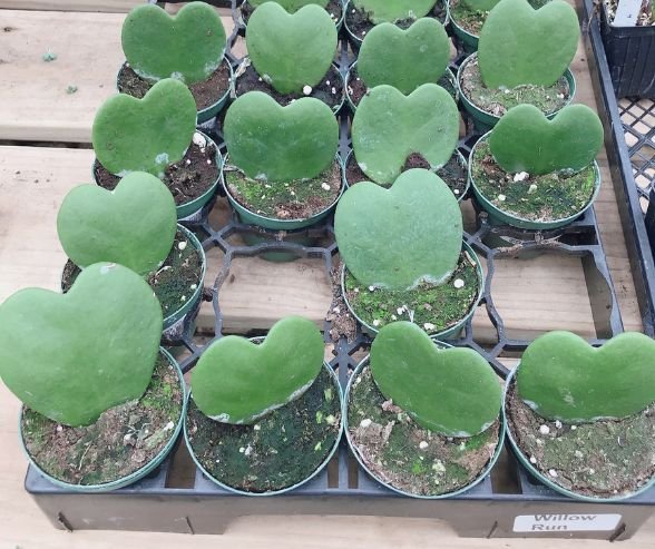 Heart-Shaped-Hoya 10 Plants With Heart-Shaped Leaves Add Love to Your Home