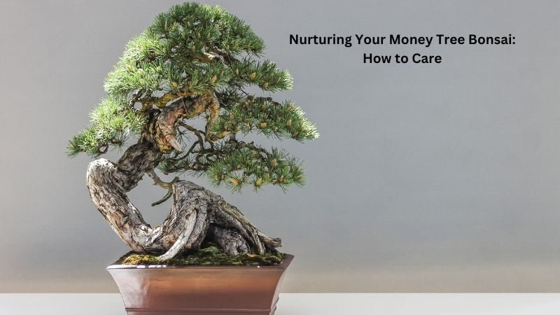 Nurturing Your Money Tree Bonsai How to Care