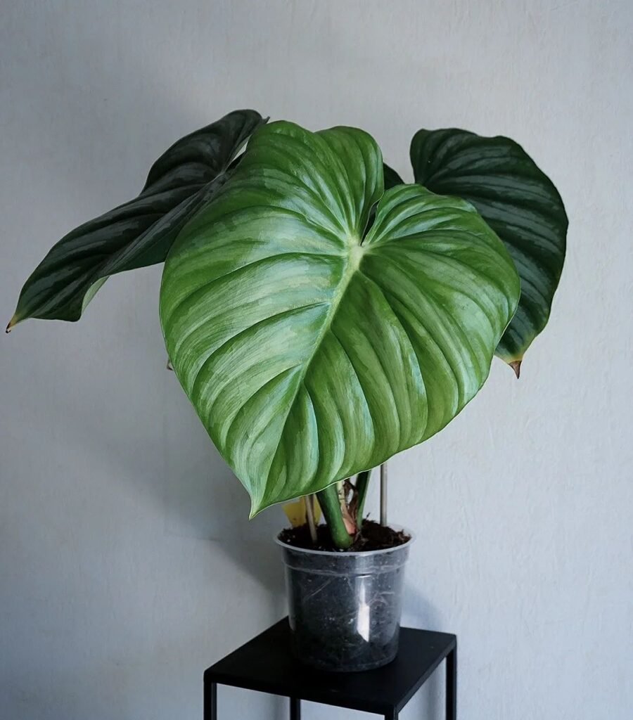  Philodendron Plowmanii: The Rare Plant You Need in Your Home