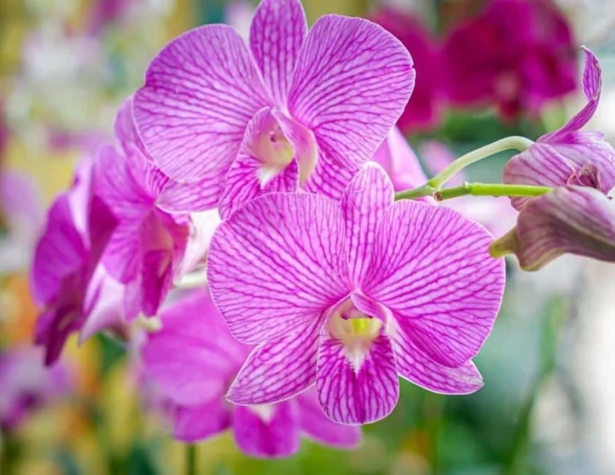 Gardening Phalaenopsis-Piccola-Surprise 13 Purple Orchids Varieties For Your Gardens