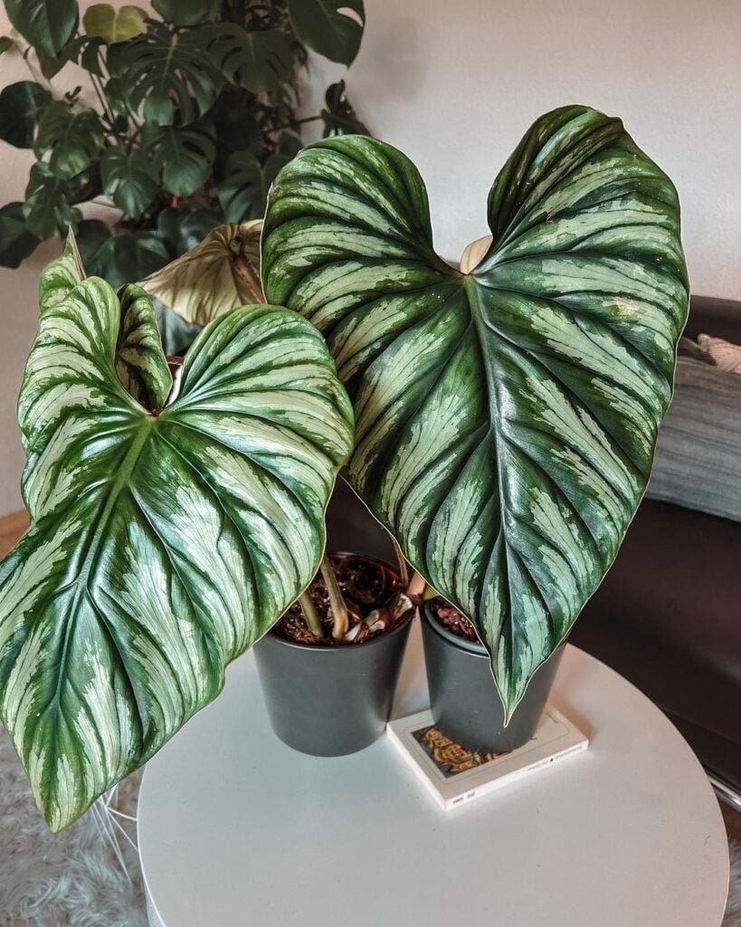 Philodendron-Plowmanii-819x1024 Philodendron Plowmanii : The Rare Plant You Need in Your Home