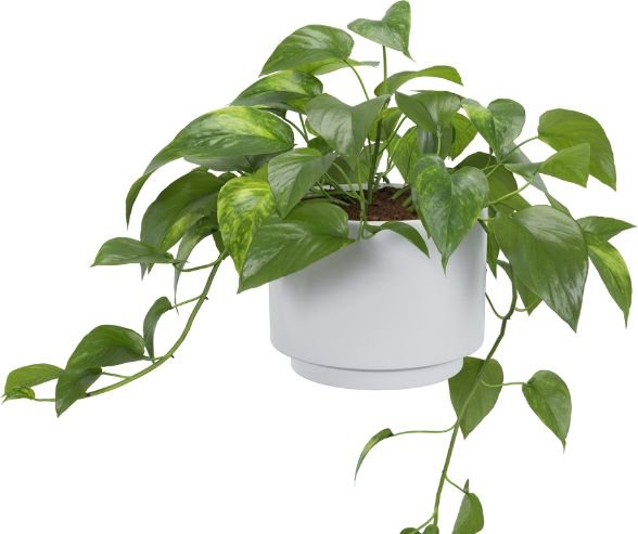 Pothos 10 Plants With Heart-Shaped Leaves Add Love to Your Home