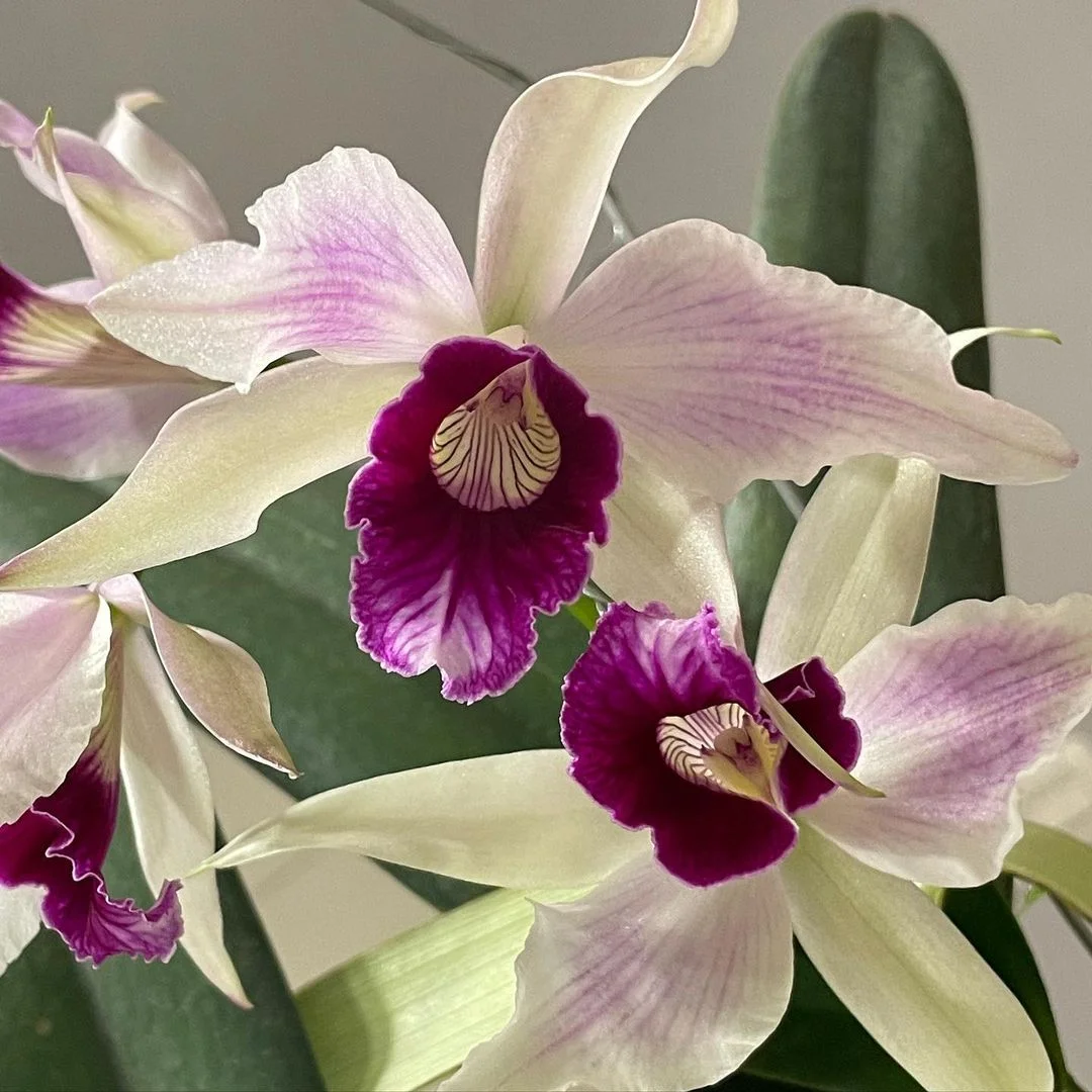 Gardening Purple-Stained-Laelia 13 Purple Orchids Varieties For Your Gardens