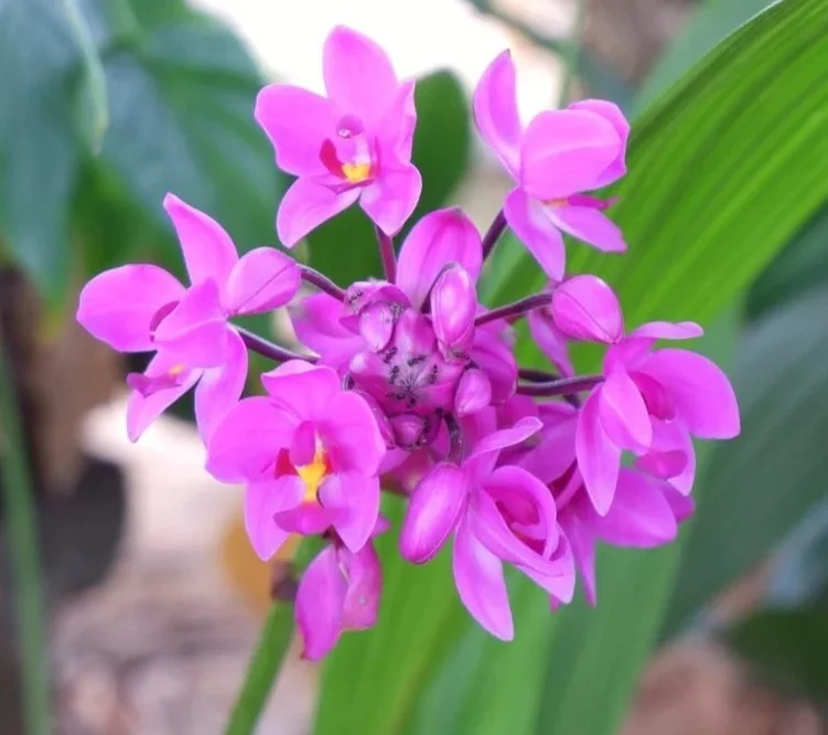 Gardening Spathoglottis-Sorbet-Moonlit-Grape 13 Purple Orchids Varieties For Your Gardens