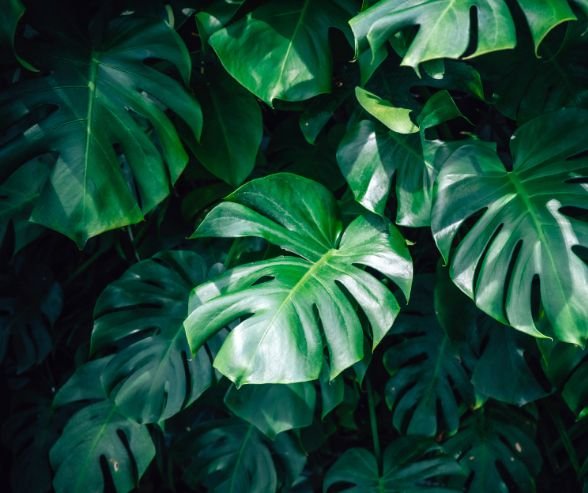 Split-Leaf-Philodendron 10 Plants With Heart-Shaped Leaves Add Love to Your Home