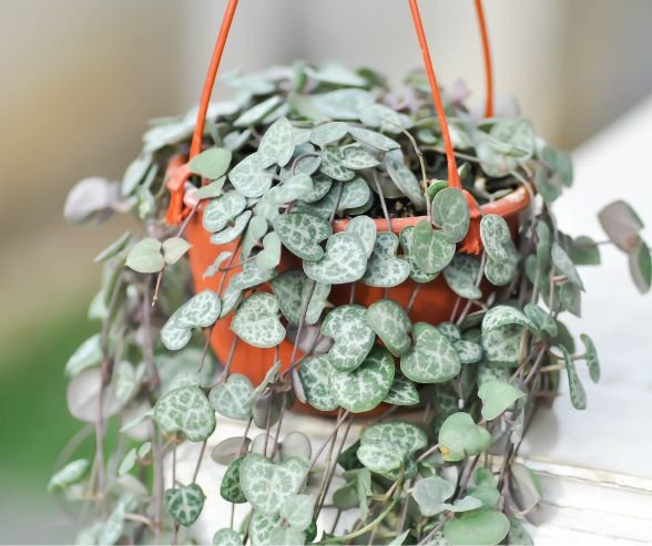 String-of-Hearts-Plant 10 Plants With Heart-Shaped Leaves Add Love to Your Home