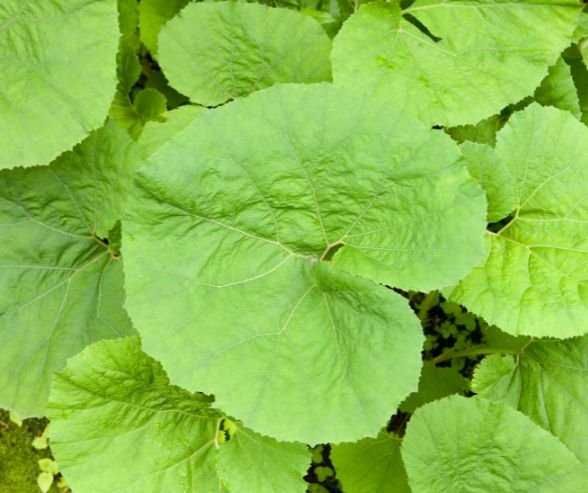 Variegated-Butterbur 10 Plants With Heart-Shaped Leaves Add Love to Your Home