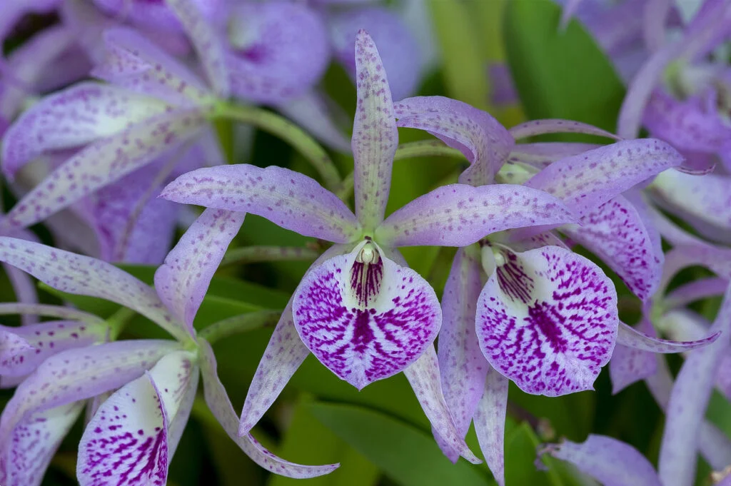 Gardening d3e06794c683849bbed4c893a1899509-1024x681 13 Purple Orchids Varieties For Your Gardens
