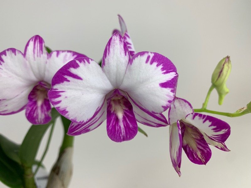 dendrobium_enobi_purple_splash_1_kopie 13 Purple Orchids Varieties For Your Gardens
