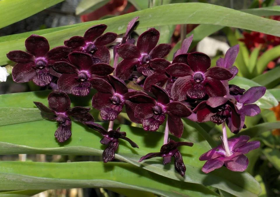 Gardening hyb_000349290_100099320 13 Purple Orchids Varieties For Your Gardens