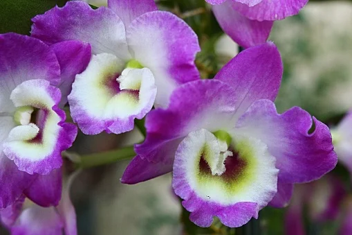 Gardening istockphoto-1131564923-170667a 13 Purple Orchids Varieties For Your Gardens