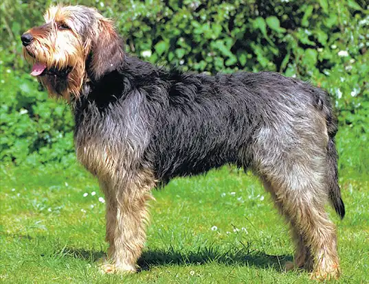 otterhound_1 Otterhound Puppies: Your Complete Guide to Selection And Care
