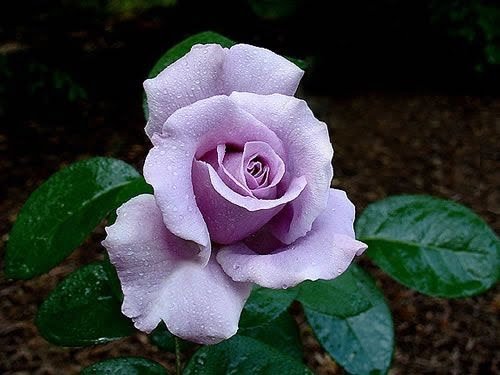 Gardening 800fad6bc5b96a49f389a79701a01ae7 Beauty of Blue Roses : 10 Best Varieties and Their Symbolism