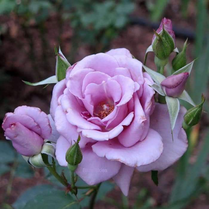 Gardening Blue-sky-HT-rose-1 Beauty of Blue Roses : 10 Best Varieties and Their Symbolism