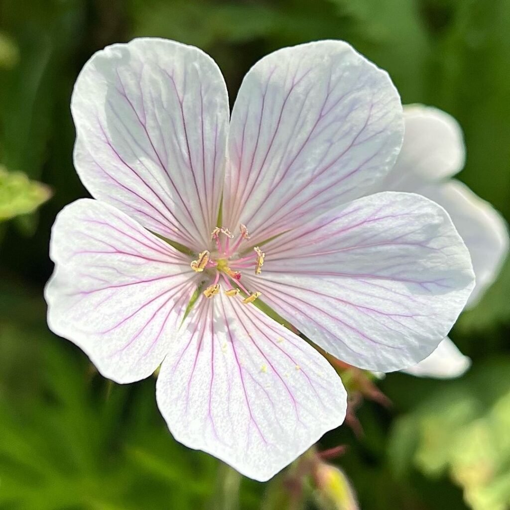 Gardening Geranium-clarkei-‘Kashmir-White-geranium-geraniumclarkeikashmirwhite-inflower-inmygarden-organicgarden-maygarden-gardenphotography-spring-1024x1024 The Amazing Benefits of Geranium Clarkei Kashmir White Cranesbill