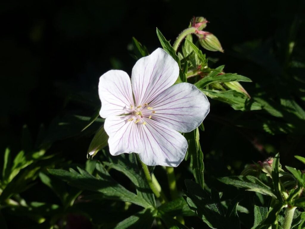 Gardening Geranium-clarkei-Kashmir-Whitegeraniumclarkeikashmirwhite-geraniumclarkeikashmir-geraniumclarkei-geranium-gardenplants-mygarden-1024x768 The Amazing Benefits of Geranium Clarkei Kashmir White Cranesbill