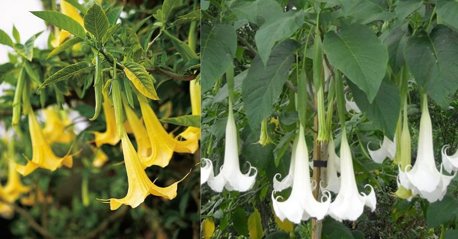 Growing Angel Trumpet from Seed Learn How to Sow and Grow This Gorgeous Plant