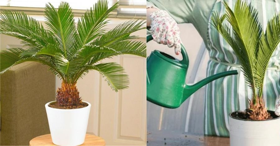 Sago Palm Plants How to Easily Grow and Care