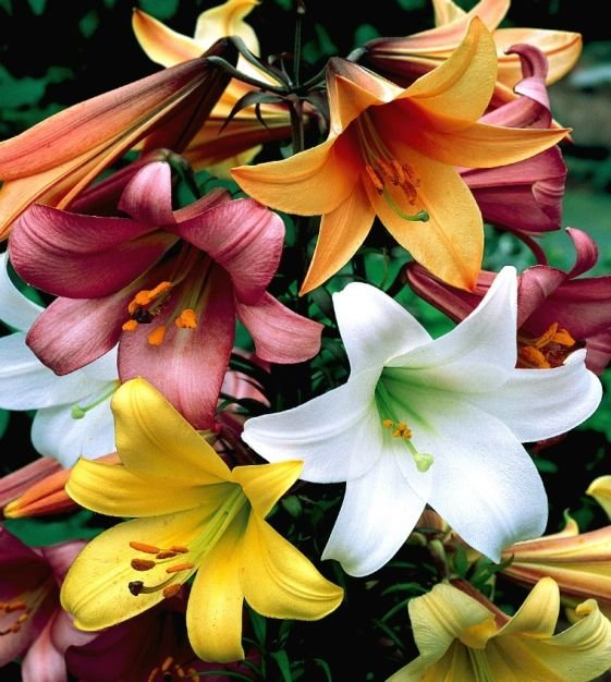 The-Chinese-Trumpet-Lily-Mixture The Beauty of Lilies: A Guide to Different Types of Lilies