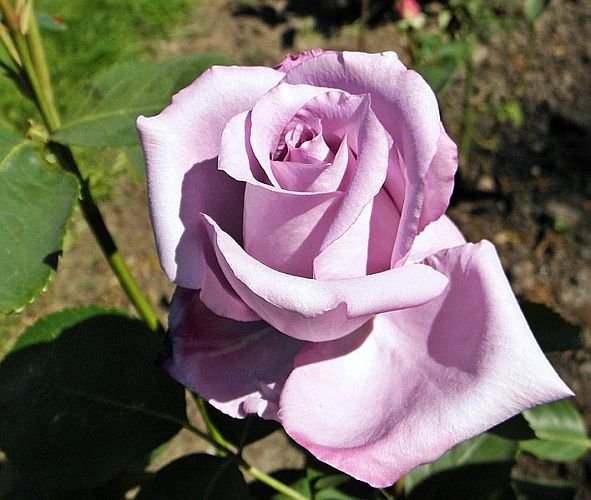 Gardening blue-girl-rose Beauty of Blue Roses : 10 Best Varieties and Their Symbolism