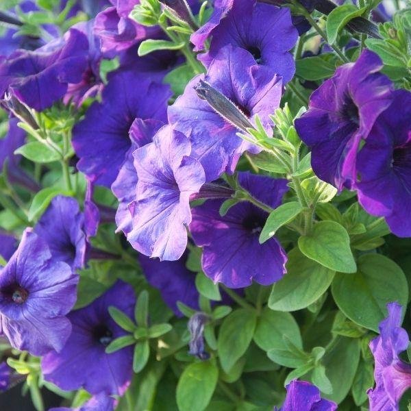 blue-petunia-28099117547562 17 Beautiful Purple Petunia Varieties for Your Garden