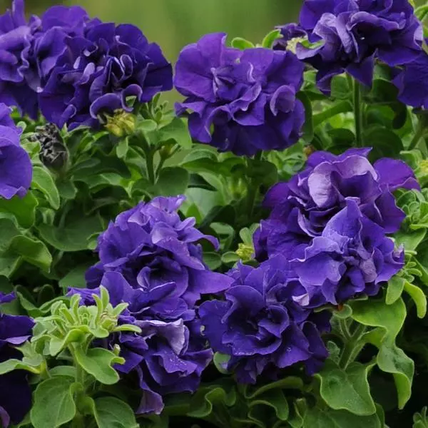 dispthumb 16 Beautiful Purple Petunia Varieties for Your Garden