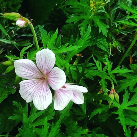 Gardening instagram-1517556845014077631-therosebankdiaries-BUPcekBhtC_ The Amazing Benefits of Geranium Clarkei Kashmir White Cranesbill