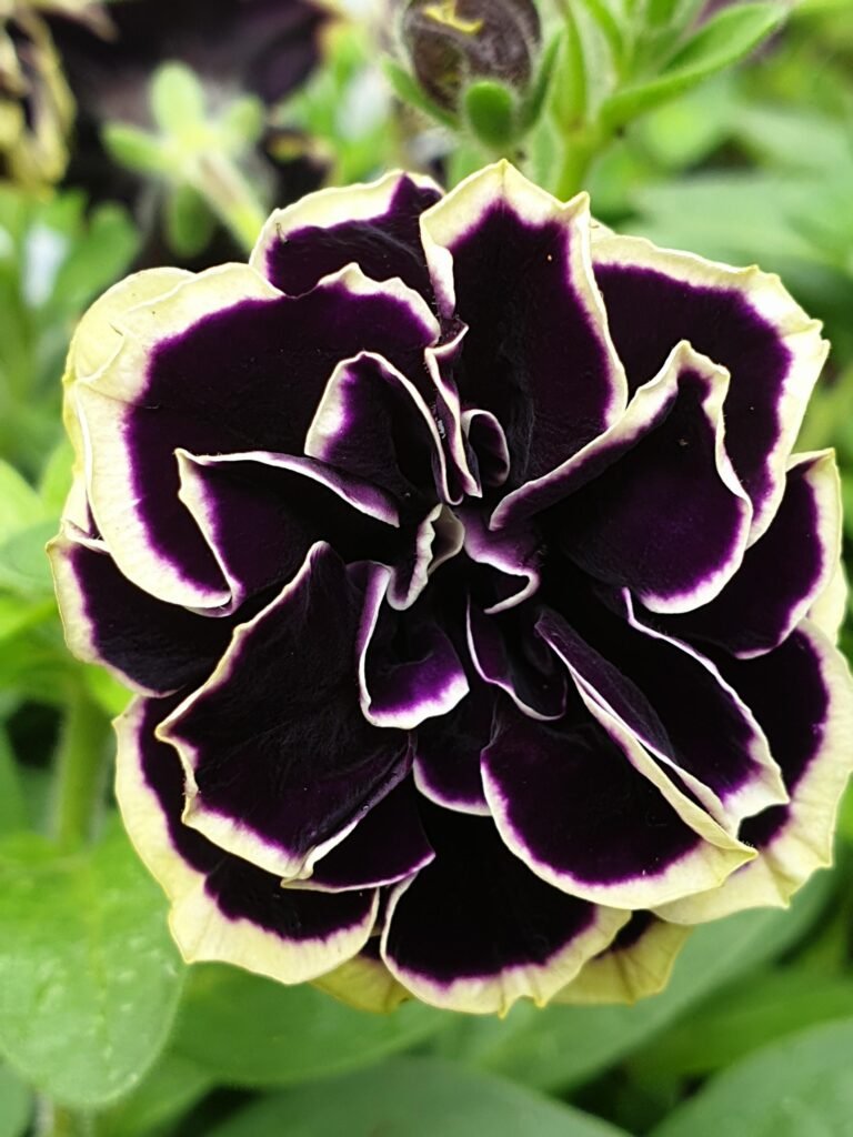 jhhxeyvvxcm41-768x1024 17 Beautiful Purple Petunia Varieties for Your Garden