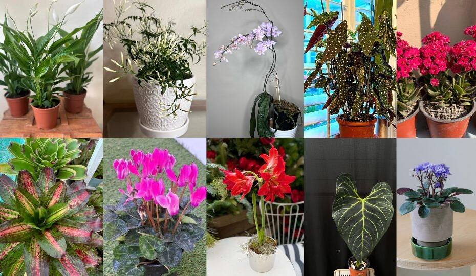 10 Easy Indoor Blooming Plants for Winter Color