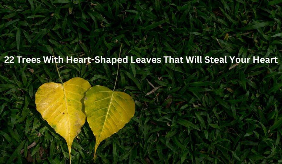 22 Trees With Heart-Shaped Leaves That Will Steal Your Heart