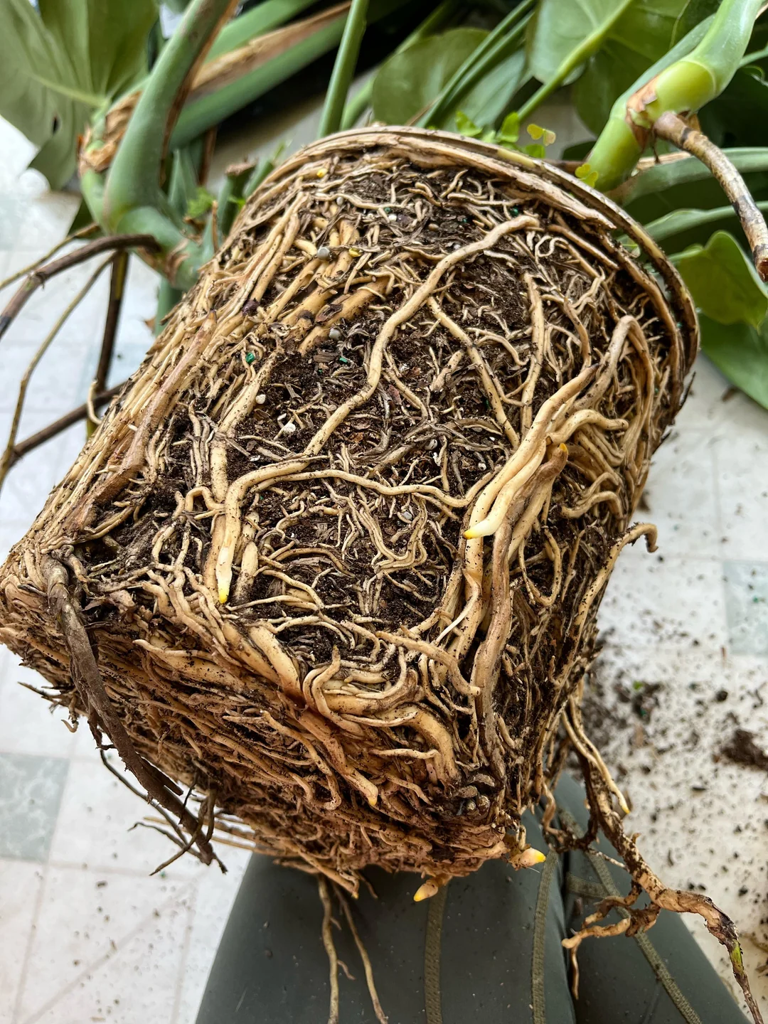 Gardening 2j4cx6z5zzt91 How to Save Your Overwatered Houseplants : Complete Guide
