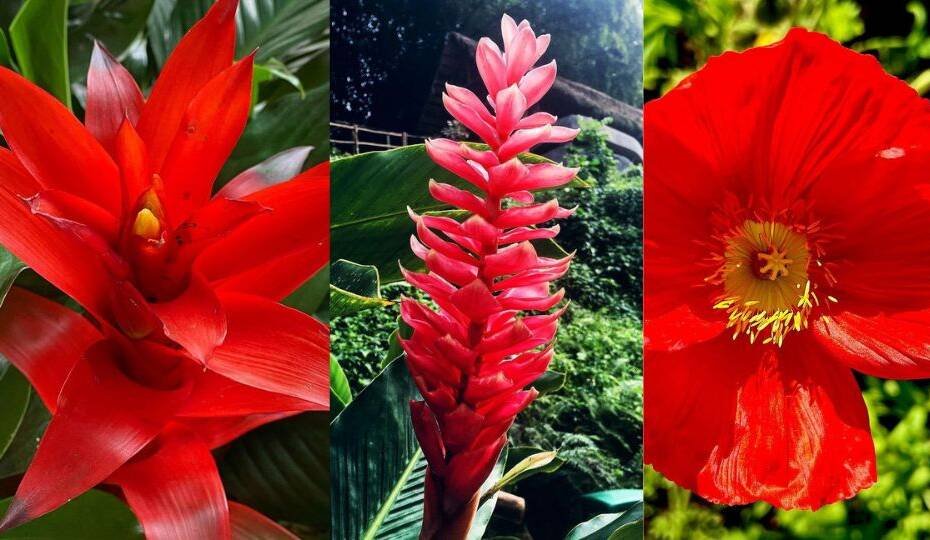 30 Red Flowers Names with Specifications