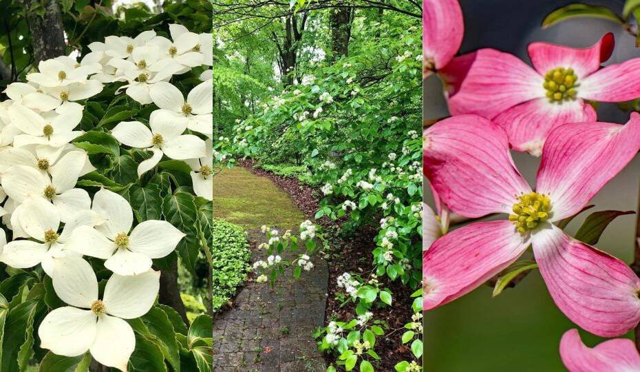 6. Discovering the Beauty of Dogwood Trees