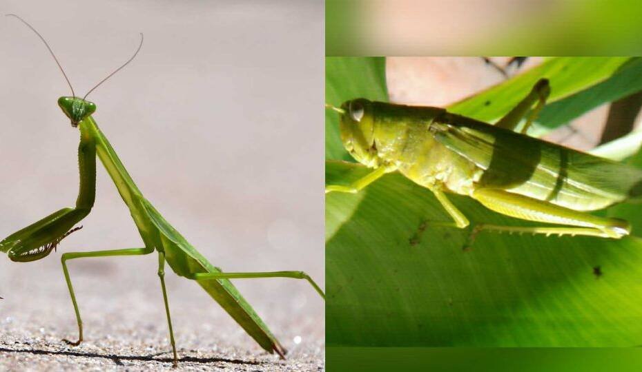 8 Types of Green Insects – Identification Guide