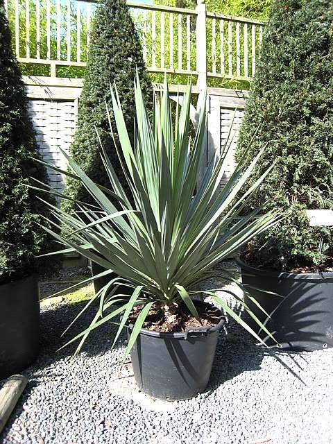 Gardening 20 Types of Yucca Plants (With Pictures)