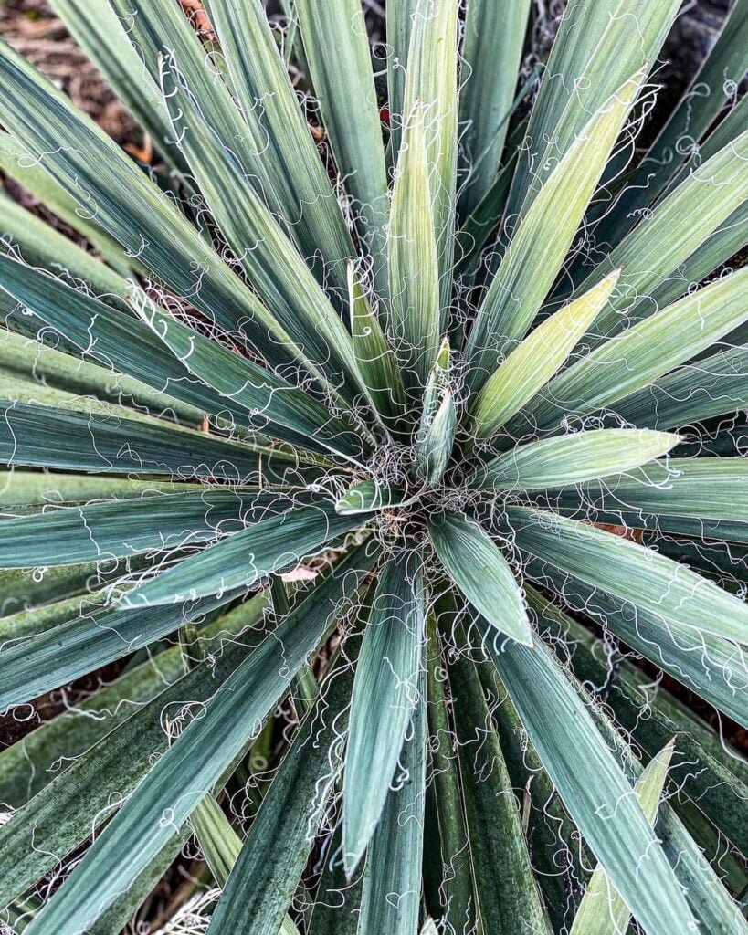 Gardening Adams-Needle-Yucca-filamentosa-819x1024 20 Types of Yucca Plants (With Pictures)