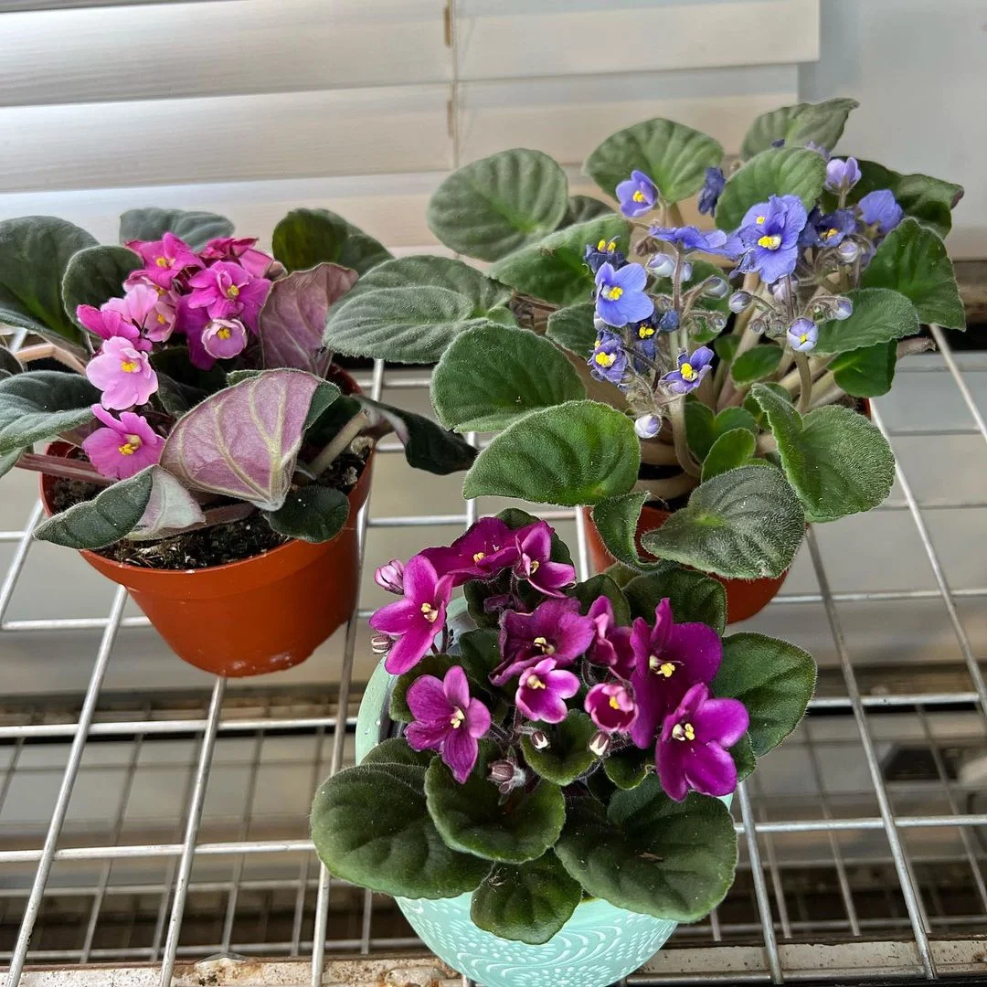 Gardening African-Violet-Saintpaulia-ionantha 30 Indoor Plants That Like Direct Sunlight