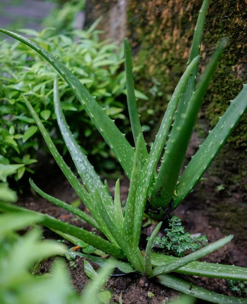 Gardening Aloe-Vera-Aloe-barbadensis-miller-832x1024 30 Indoor Plants That Like Direct Sunlight