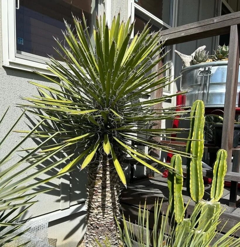 Gardening Andean-Yucca 20 Types of Yucca Plants (With Pictures)